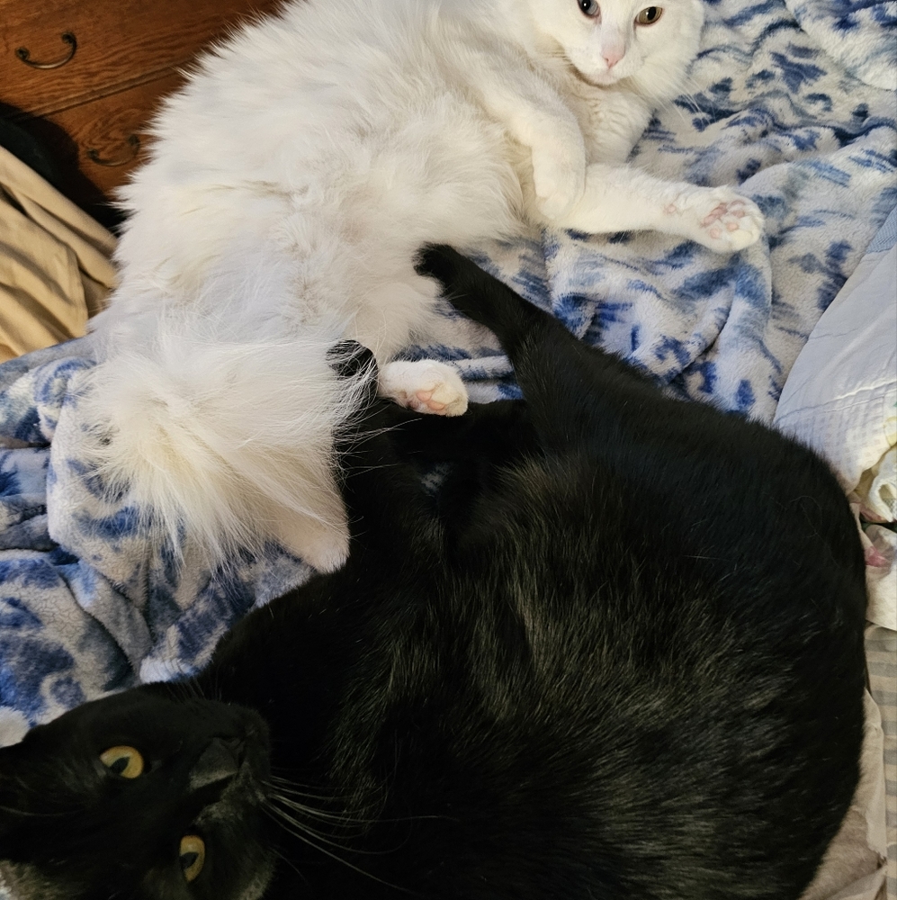 😻My Helpers 😻 - Picture 14 of 16